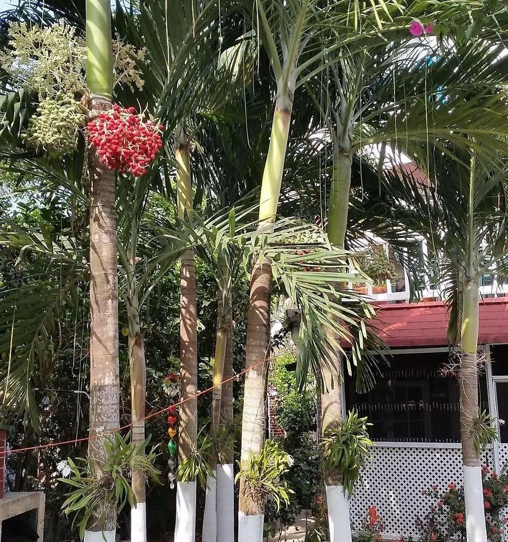 San Andres Ultd Inn Rnt # 30017